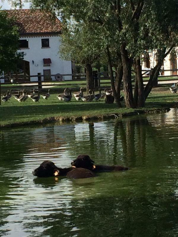 Il Selgaro Agriturismo Hotel Zelarino Luaran gambar